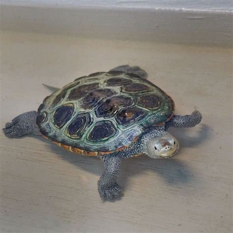 Fortbirthday Posted To Instagram Diamondback Terrapin Malaclemys