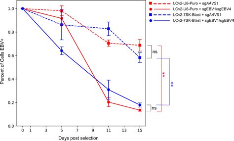 An optimal LentiCRISPR-based system for sequential CRISPR/Cas9 screens ...