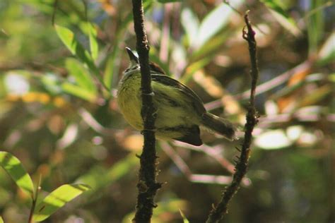 Rufous Crowned Tody Flycatcher From Pueblo Rico Risaralda Colombia On