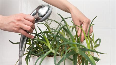 Here S How Often You Need To Clean Your Houseplants