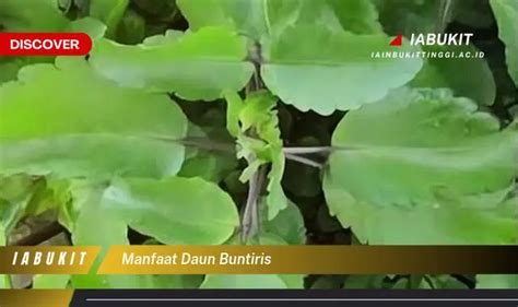 Bukan Cuma Daun Kemangi Ketahui 5 Manfaat Daun Buntiris Yang Jarang