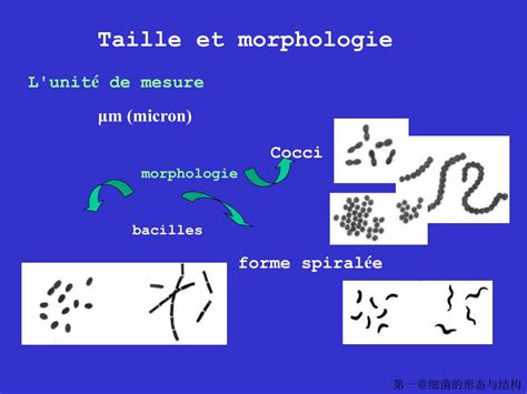 Ppt Chapitre Morphologie Et Structure Des Bact Ries Powerpoint