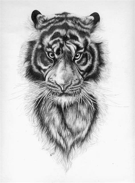 Easy Tiger Sketch At Explore Collection Of Easy