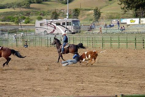 Steer wrestling - Alchetron, The Free Social Encyclopedia