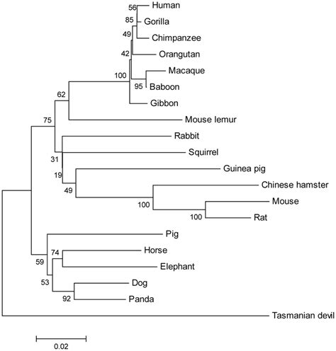 Phylogeny Of Mammalian Gckr Protein Sequences Phylogeny Of Mammalian