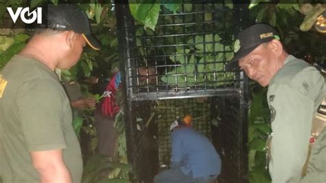 Beruang Berkeliaran Di Kebun Warga Bksda Sumsel Duga Karena Musim Durian