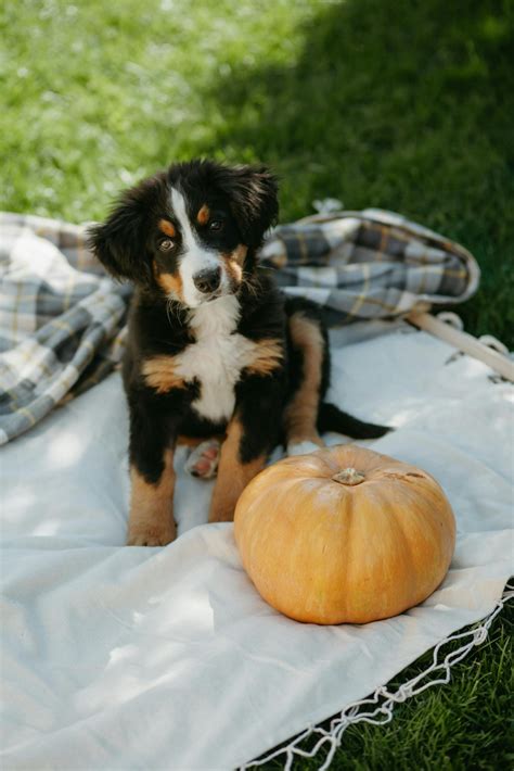 Male Vs Female Bernese Mountain Dog: What Is The Main Difference?