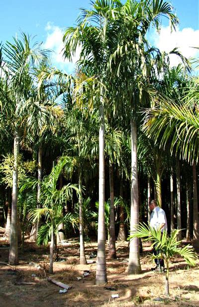 Specimen Palms