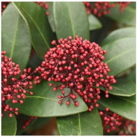 Skimmia Japonica Shrub Types, How To Grow And Care, 43% OFF