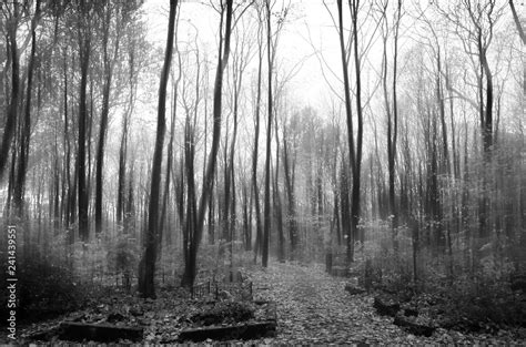 Forest Background Black And White