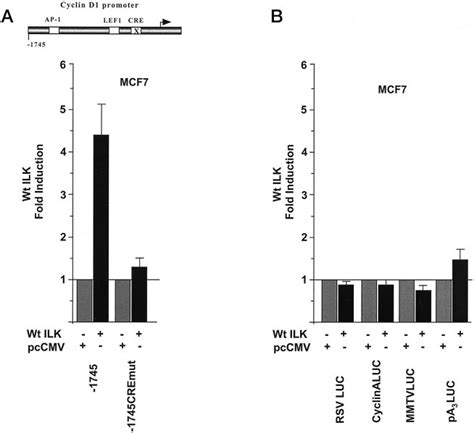 Identification Of The Cyclin D Promoter Ilk Response Element A Mcf