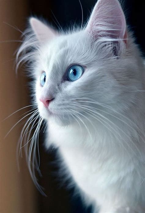 Cat Breeds With Blue Eyes And White Fur - Dogs And Cats Wallpaper