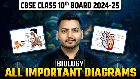 Important Diagrams Biology Class Class Biology Class