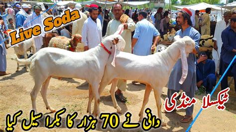 Friday Taxila Bakra Mandi Latest Update 14 June 2024 Bakra Eid