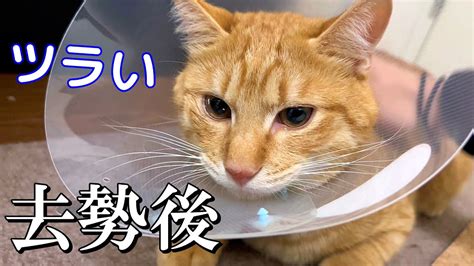 去勢手術後すぐの元野良猫の様子！病院がツラかったのか甘えまくりました Youtube