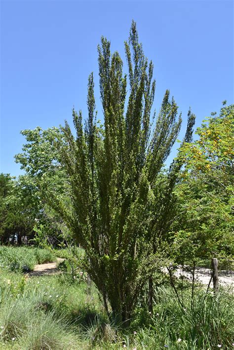 Will Fleming Yaupon Holly Ilex Vomitoria Will Fleming In Orange