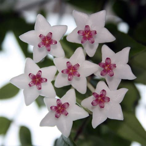 Hoya Lanceolata Subsp Bella Picturethis