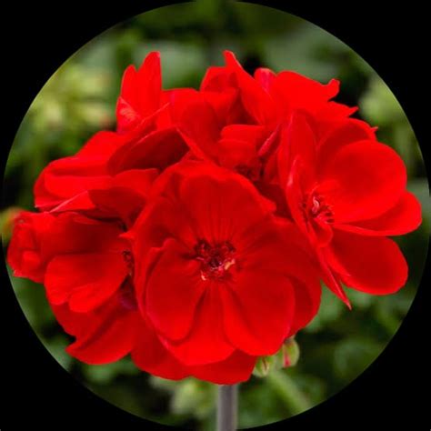 Buy Red Geranium Flower Plants - Buy Vibrant Blooming