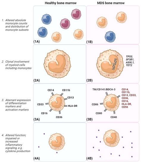 Frontiers The Immunoregulatory Role Of Monocytes And Thrombomodulin