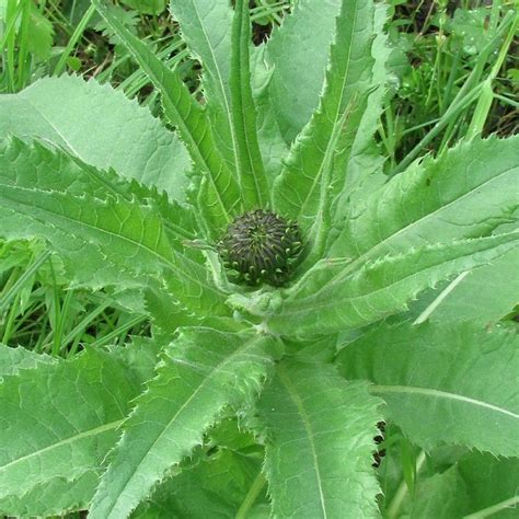 Cirsium Helenioides