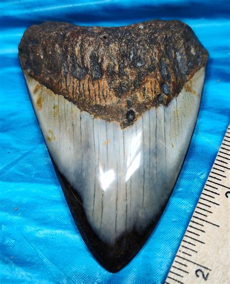 Large High Quality Polished Megalodon Shark Tooth L L