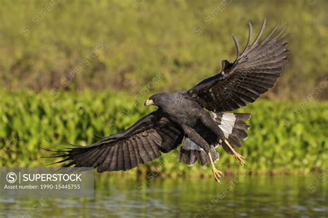 Great Black Hawk Buteogallus Urubitinga Flying In The Pantanal Region