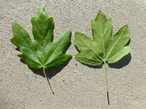 Field Maple - Acer campestre, species information page. Also known as ...