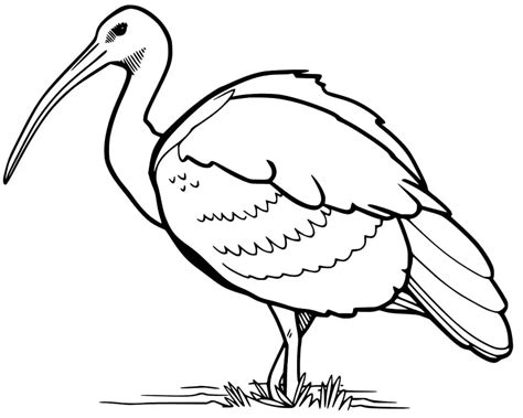 Printable Ibis