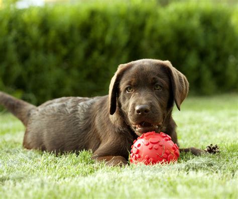 how to help a choking dog 5