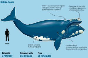 Reprodu O Da Baleia Filhotes E Per Odo De Gesta O Mundo Ecologia