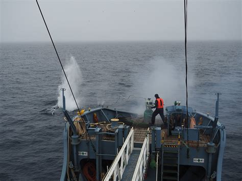 The Whaling Issue Will Never End, even if Whaling Collapses