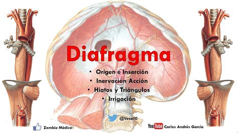 El Diafragma Anatomia Importancia Y Funciones Anatomia Images