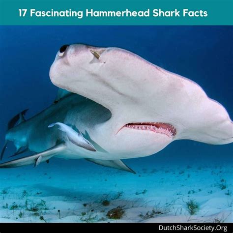 17 Surprising Hammerhead Shark Facts (and Some FAQs) - Dutch Shark Society
