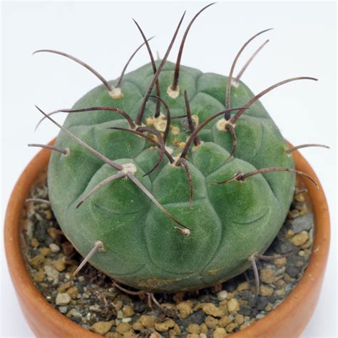 Matucana madisoniorum