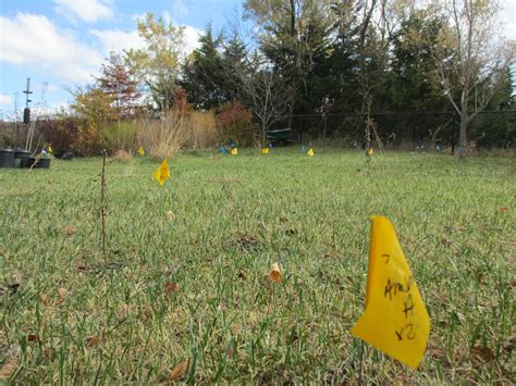 Lessons of a Backyard Meadow - Monarch Gardens