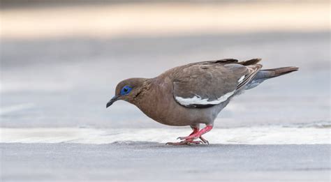 West Peruvian Dove Owen Deutsch Photography