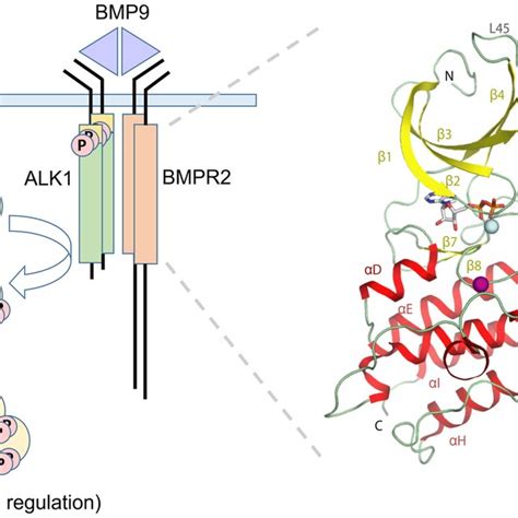 Active Conformation Of The BMPR2 Catalytic Domain A BMPR2 Adopts An