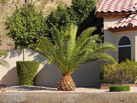 Trees for your home / Pineapple Palm.jpg