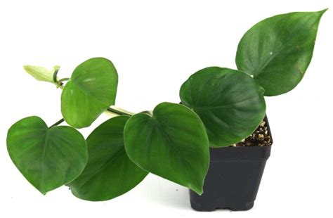 Филодендрон (Philodendron): виды, описание, уход в домашних условиях