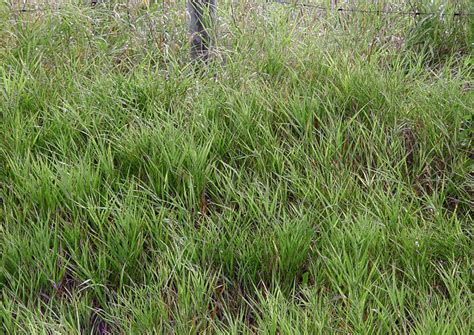 Smooth Brome Invasive Species Program Nebraska