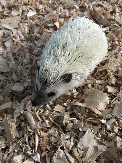 Help me figure out his color? - Hedgehog Central – Hedgehog pet care ...