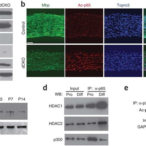 Activation Of Canonical Wntβ Catenin Signaling Does Not Inhibit