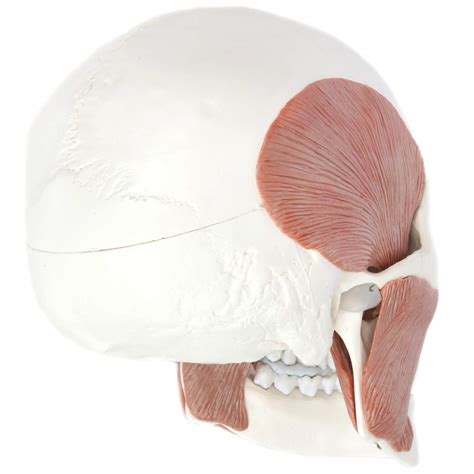 Axis Scientific Part Human Skull Model With Masticatory Muscles Life