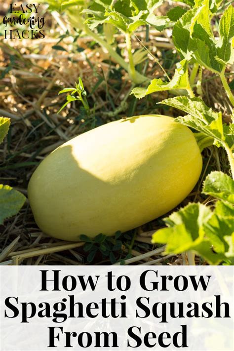 How To Grow Spaghetti Squash From Seed Easy Gardening Hacks™