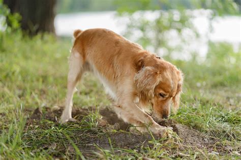 Stop dogs digging: Provide exercise, enrichment to stimulate dogs