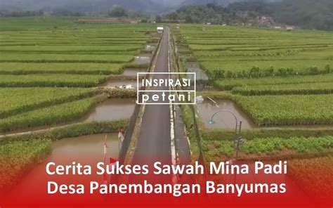 Desa Ini Sukses Kembangkan 25 Hektar Mina Padi Budidaya Nila Di Lahan