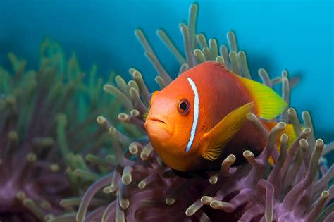 Malediven Anemonenfisch Amphiprion Bild Kaufen Lookphotos