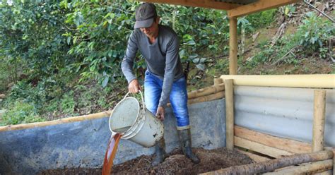 Sabor Sostenible Corantioquia Y Cafeteros Transforman La Producci N De