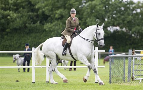 10 Super Cobs Crowned Champions In The Show Ring This Season Horse