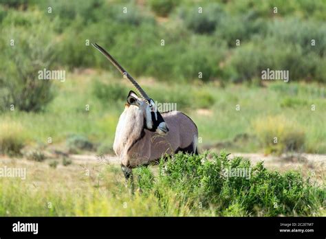 Common Antelope Gemsbok Oryx Gazelle In Kalahari After Rain Season